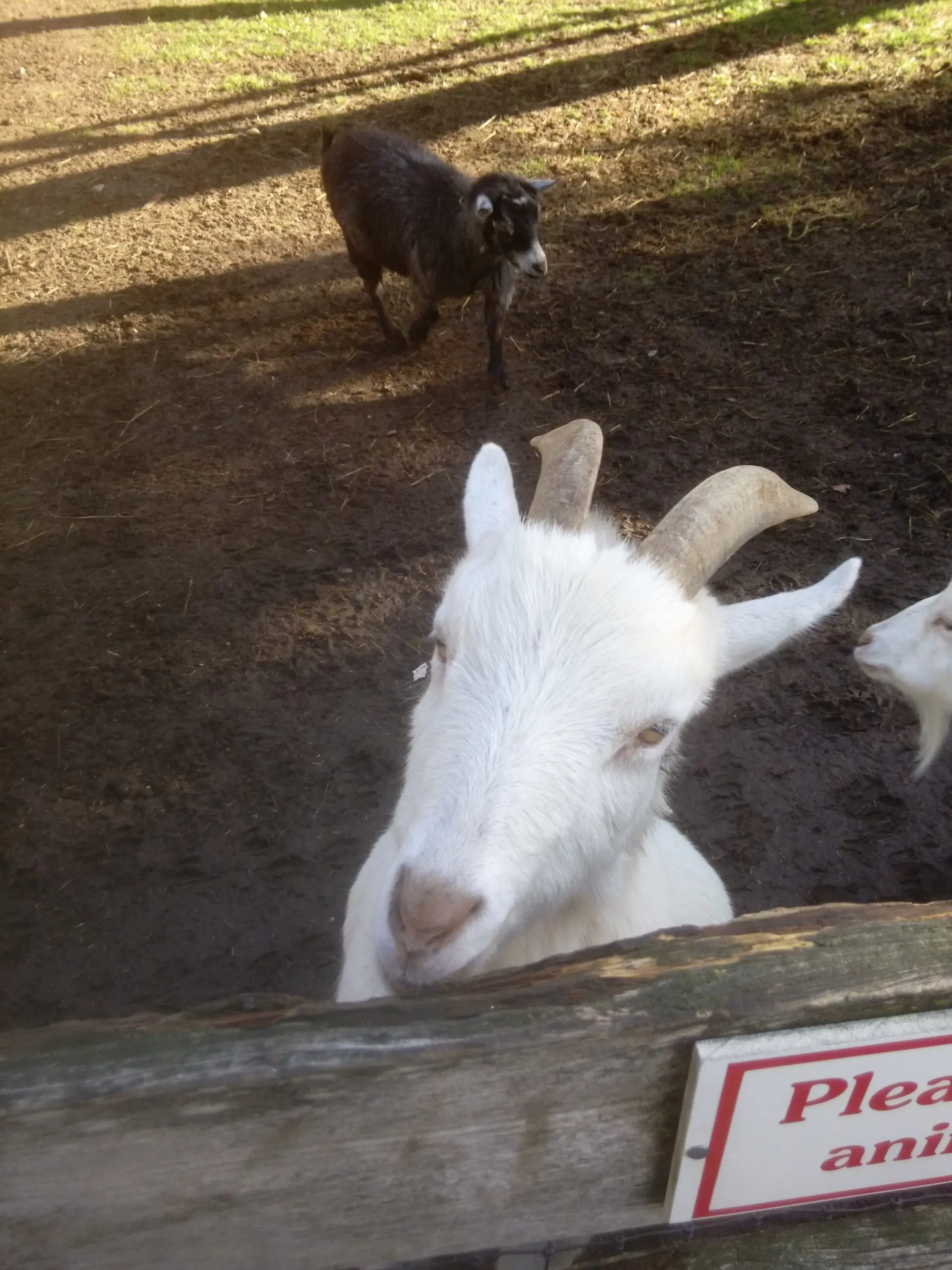 A friendly (hungry) goat